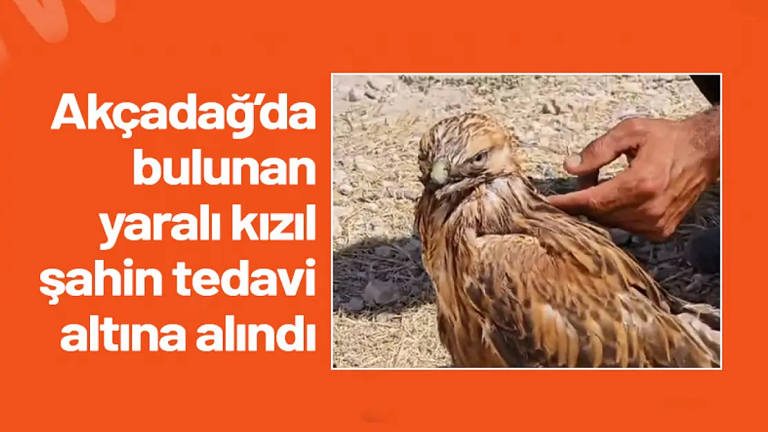 Akçadağ'da bulunan yaralı kızıl şahin tedavi altına alındı.