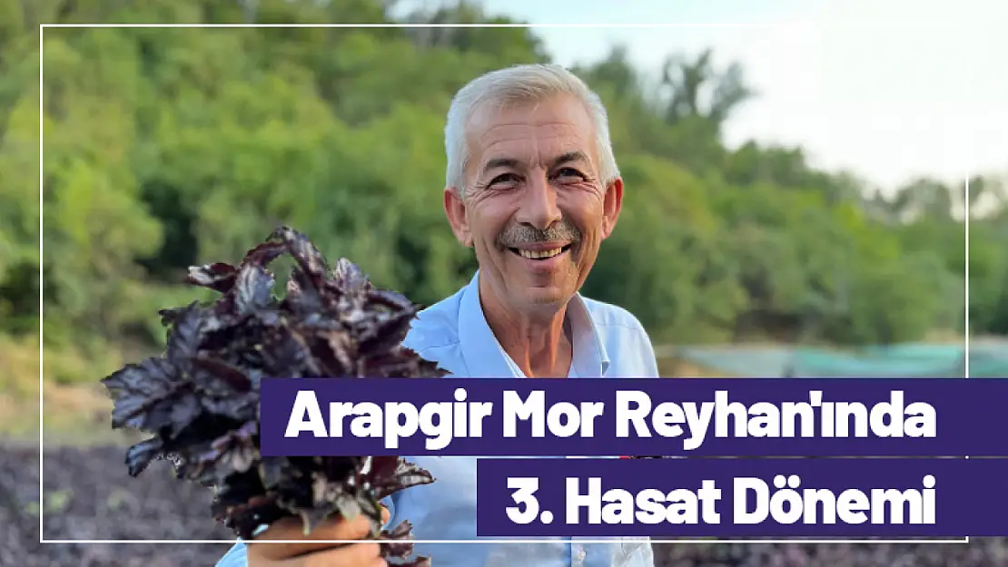 Arapgir Mor Reyhan'ında 3. Hasat Dönemi