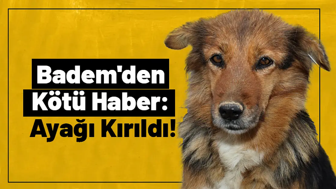 Badem'den Kötü Haber: Ayağı Kırıldı!