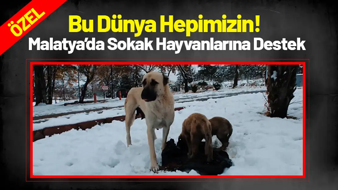 Bu Dünya Hepimizin! Malatya'da Sokak Hayvanlarına Destek