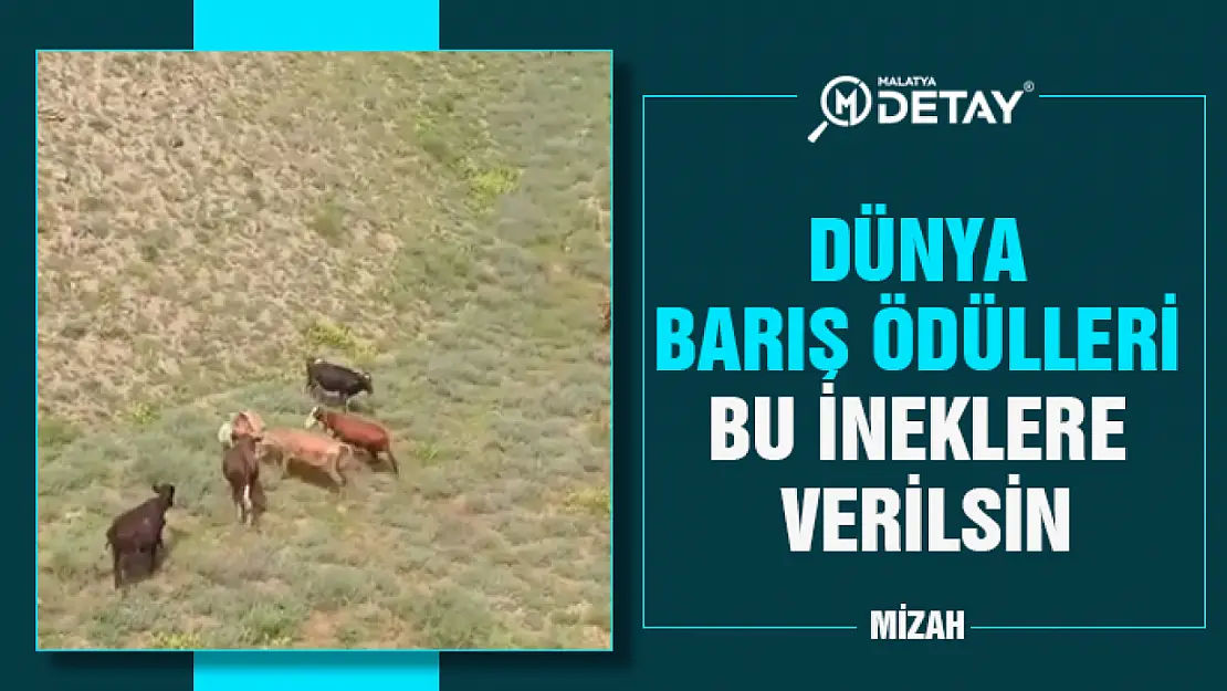 Dünya Barış Ödülleri Bu İneklere Verilmeli