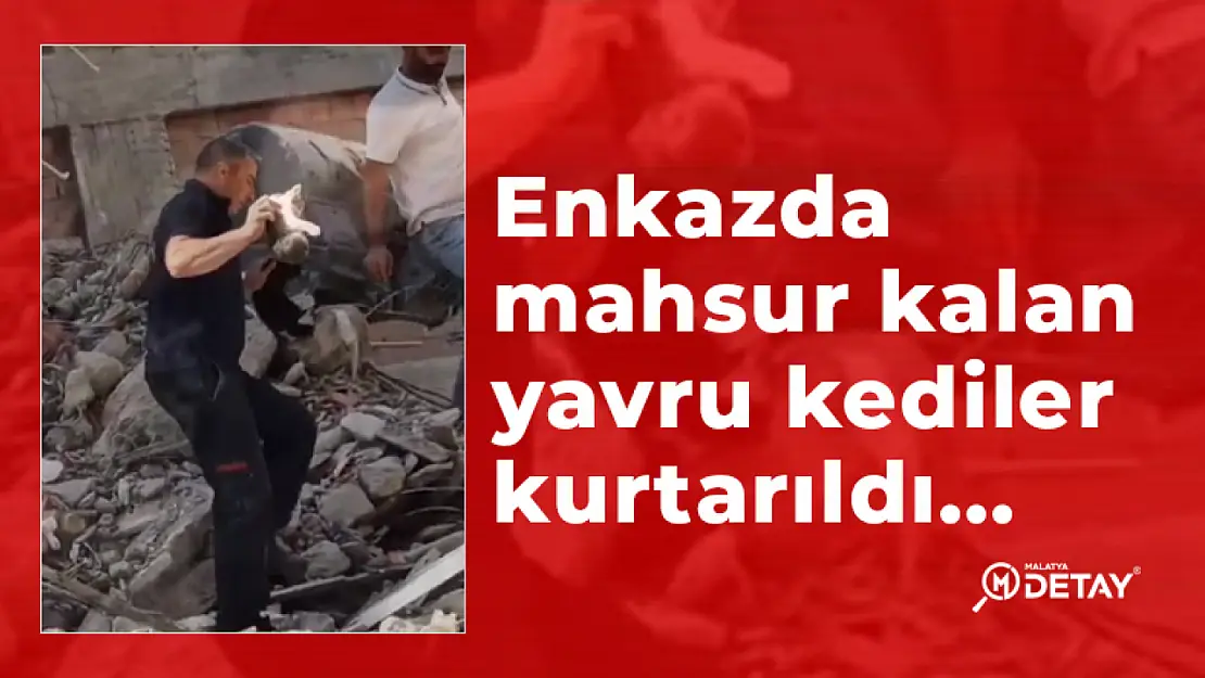 Enkazda mahsur kalan yavru kediler kurtarıldı...