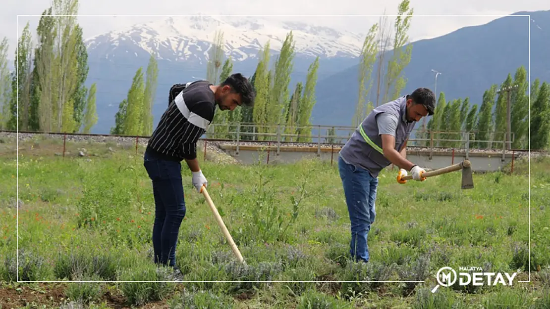 Erzincan Belediyesi  tarafından dikimi yapılan Lavantaların dip çapası ve yabani ot temizliği yapılıyor.