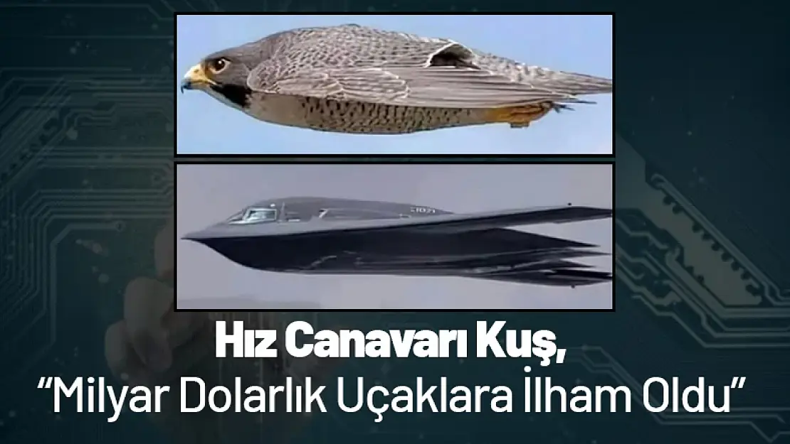 Hız Canavarı Kuş, Milyar Dolarlık Uçaklara İlham Oldu!