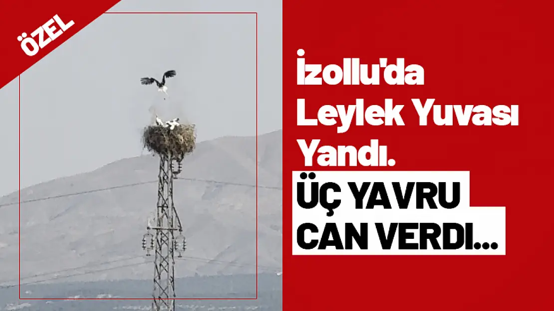 İzollu'da Leylek Yuvası Yandı. Üç Yavru Can Verdi...