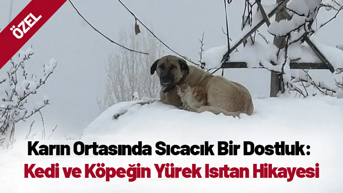 Karın Ortasında Sıcacık Bir Dostluk: Kedi ve Köpeğin Yürek Isıtan Hikayesi