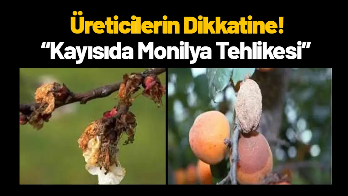 Kayısıda Monilya Tehlikesi: Üreticiler Dikkat!