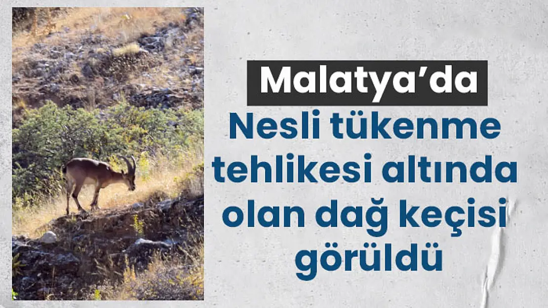 Malatya'da nesli tükenme tehlikesi altında olan dağ keçisi görüldü