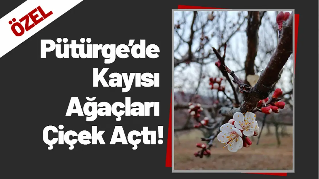 Pütürge'de Kayısı Ağaçları Çiçek Açtı!