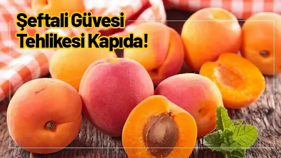 Şeftali Güvesi Tehlikesi Kapıda!