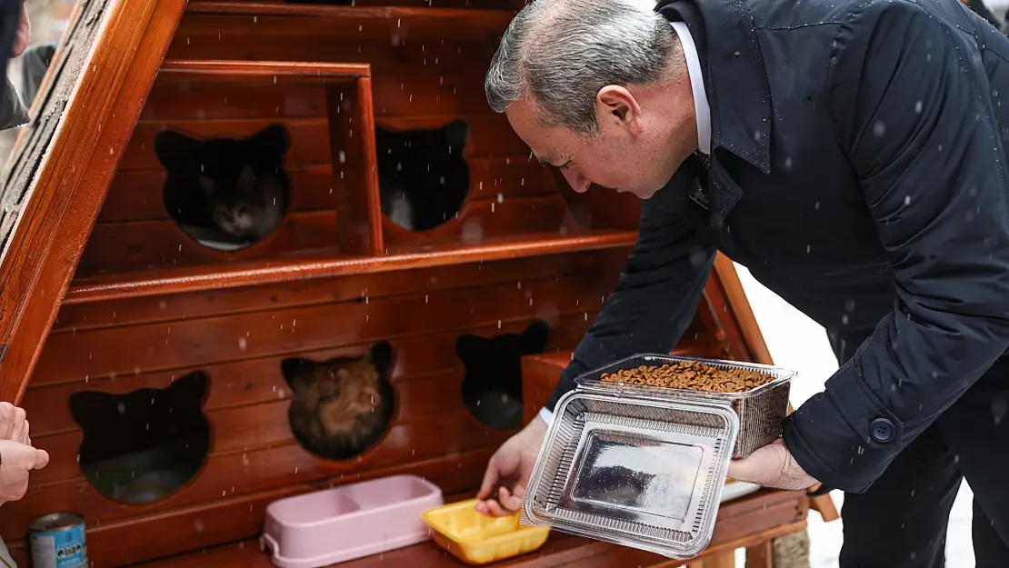 Sivas'ta Sokak Kedileri İçin 'Kedi Evleri' Projesi Hayata Geçirildi