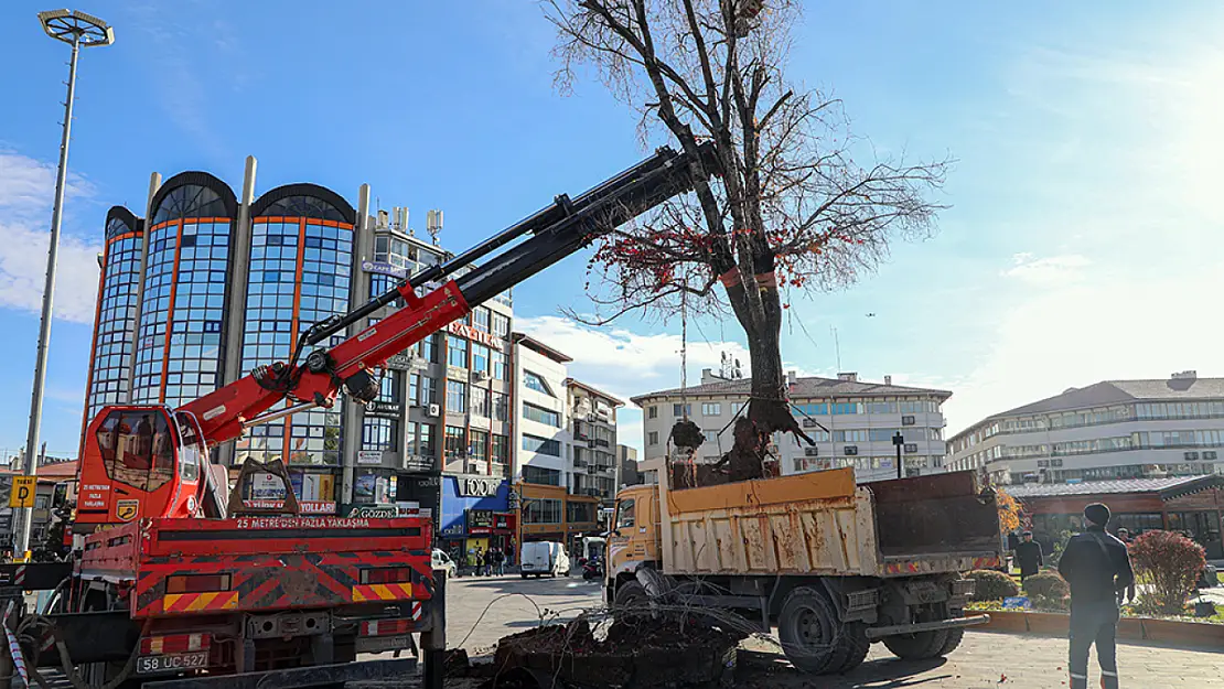 'Tek Ağaç' zamana yenik düştü.