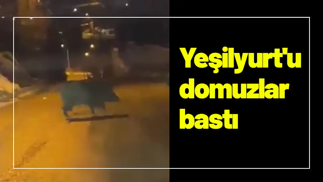 Yeşilyurt'u domuzlar bastı...