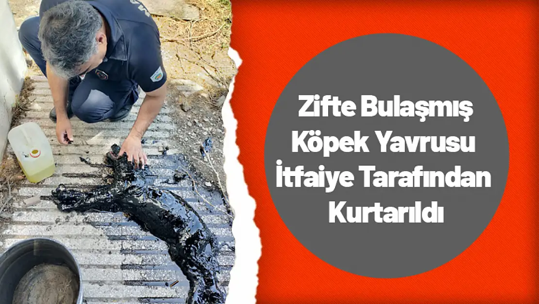 Zifte Bulaşmış Köpek Yavrusu İtfaiye Tarafından Kurtarıldı