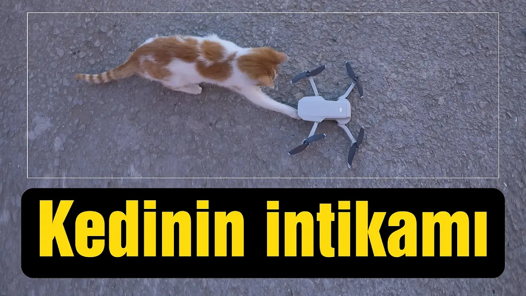 Kedinin İntikamı