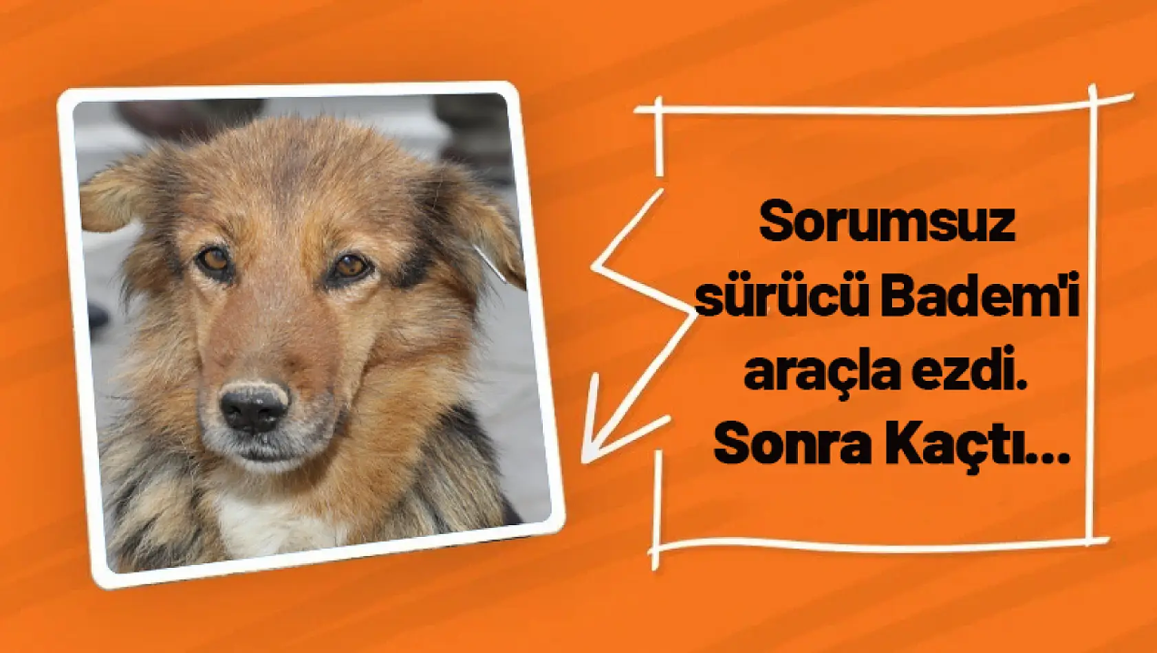 Sorumsuz sürücü Badem'i araçla ezdi. Sonra Kaçtı...