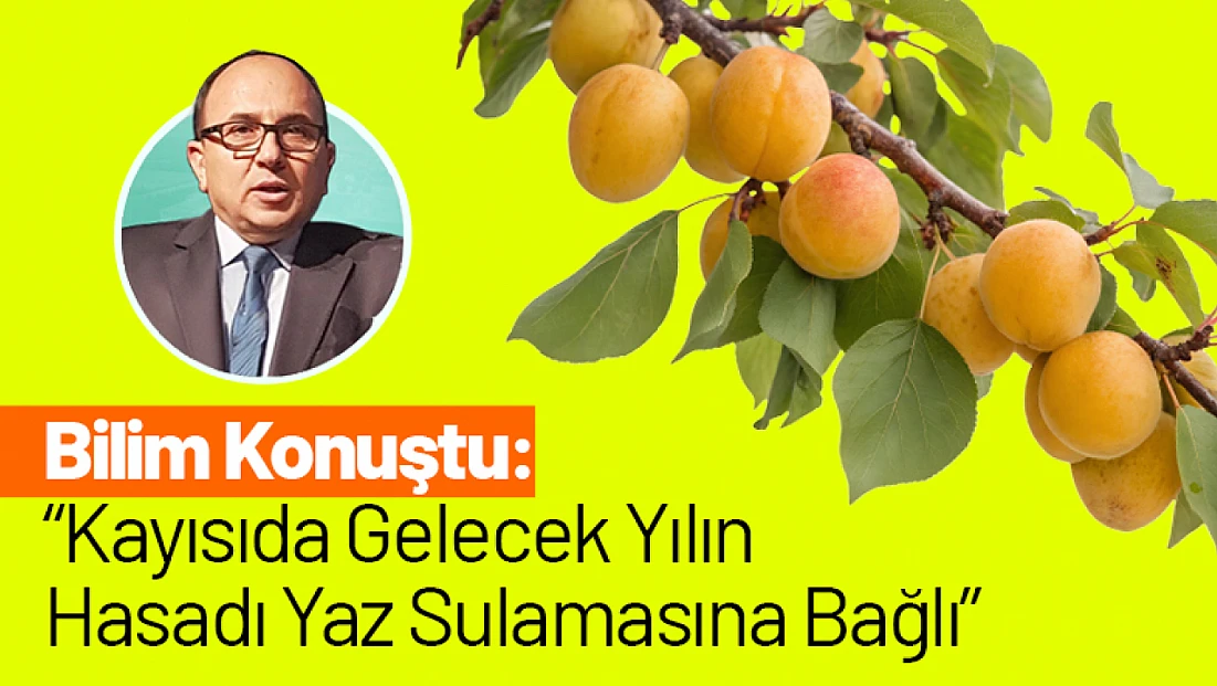 Bilim Konuştu: Kayısıda Gelecek Yılın Hasadı Yaz Sulamasına Bağlı