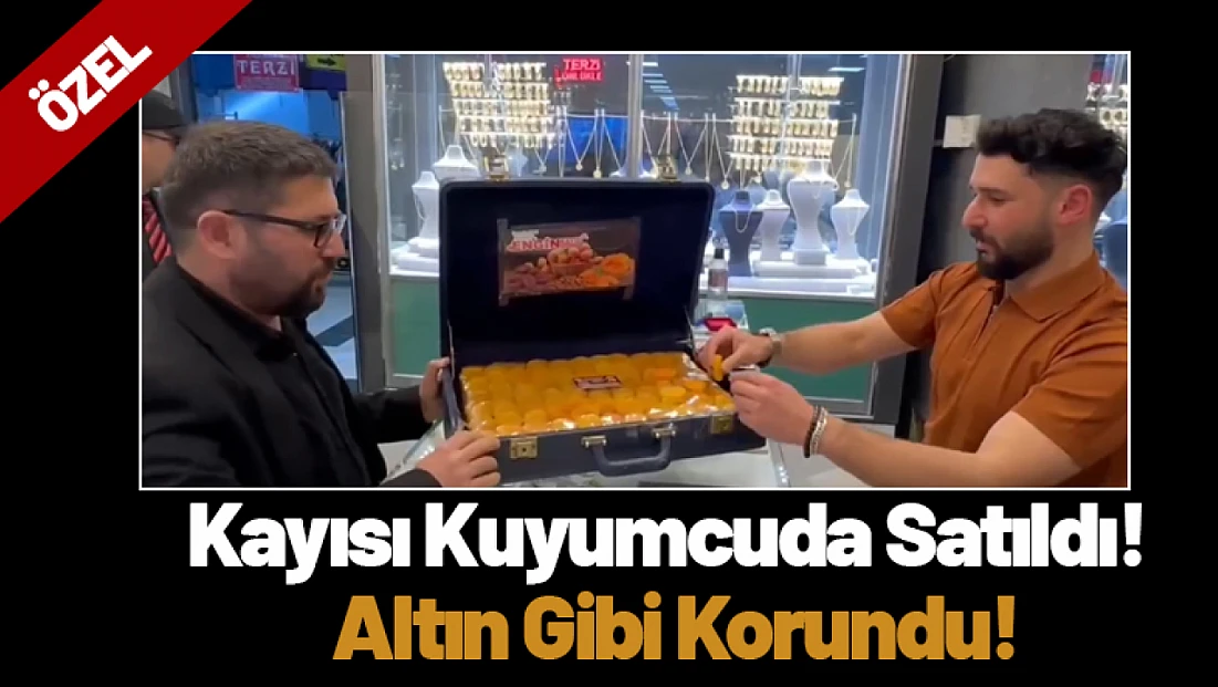 Malatya'da Kayısı Kuyumcuda Satıldı! Altın Gibi Korundu!