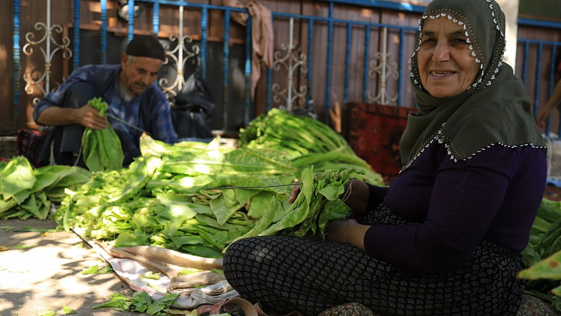 Adıyaman Çelikhan'da Tütün Hasat Zamanı