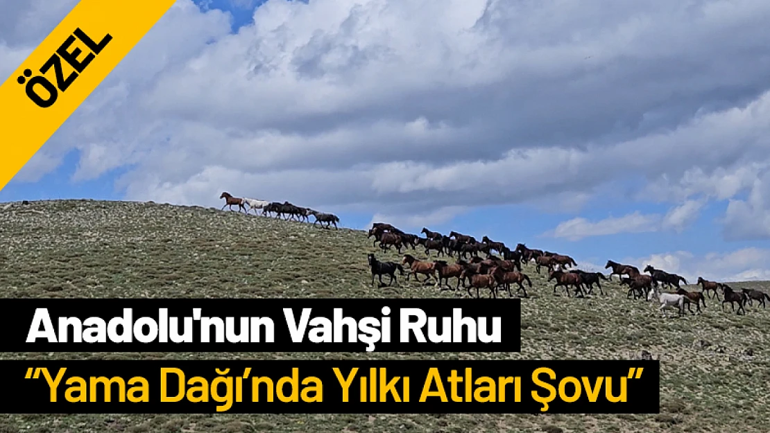 Anadolu'nun Vahşi Ruhu: Yama Dağı'nda Yılkı Atları Şovu
