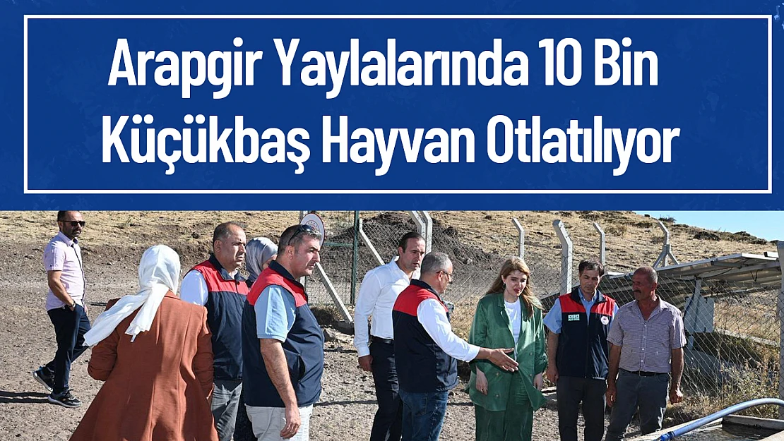 Arapgir Yaylalarında 10 Bin Küçükbaş Hayvan Otlatılıyor