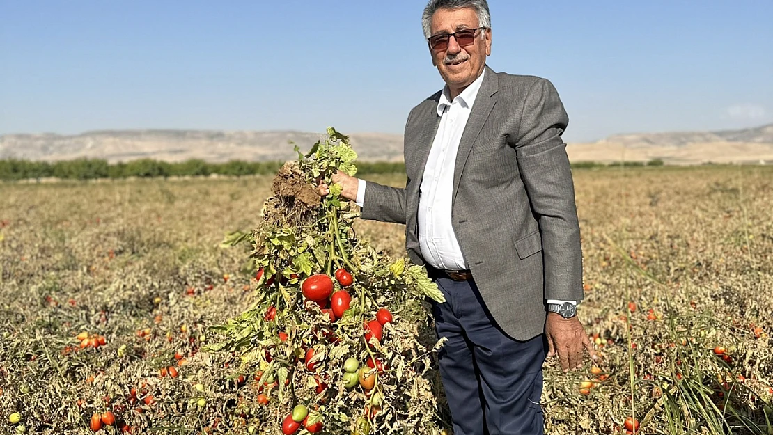 Bundan Sonra Salçalar Yazıhan'da