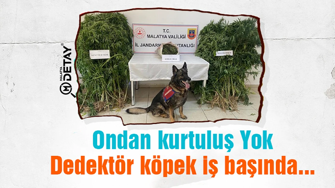 Dedektör köpek iş başında...