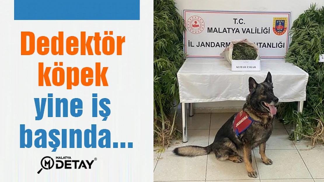 Dedektör köpek yine iş başında...