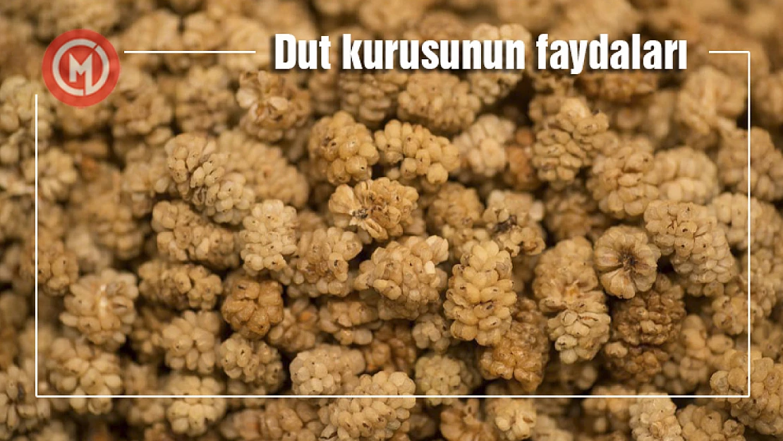 Dut kurusunun faydalarını Biliyor Musunuz?