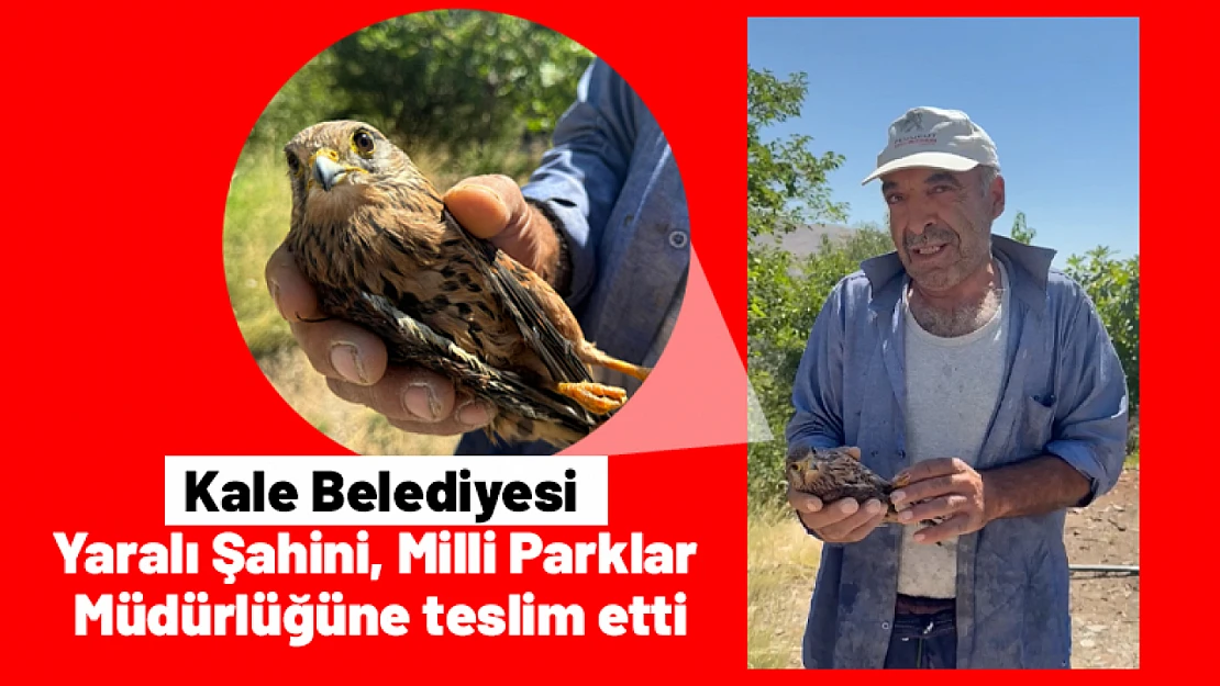 Kale Belediyesi, Yaralı Şahini Milli Parklar Müdürlüğüne teslim etti...