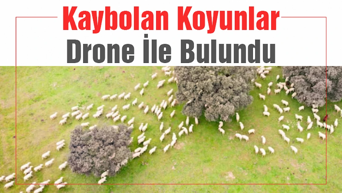 Kayıp Koyunlar Drone İle Bulundu.