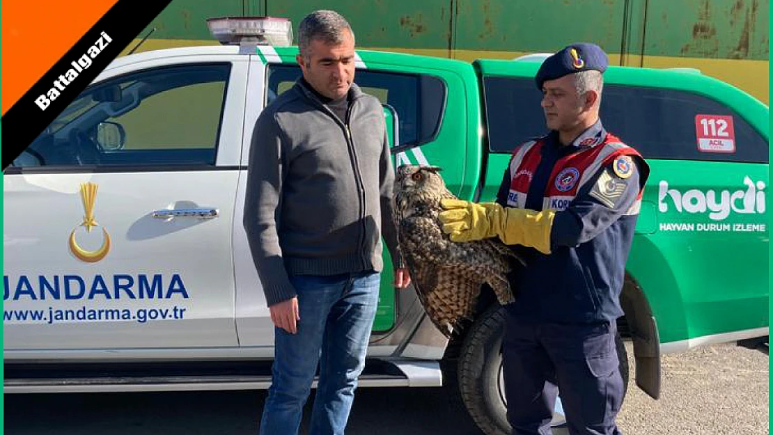 Kulaklı Orman Baykuşu Emin Ellerde