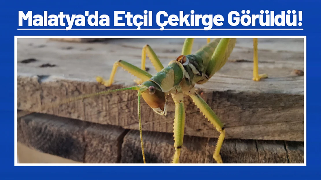 Malatya'da Etçil Çekirge Görüldü!