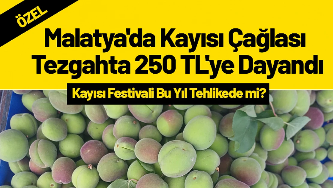 Malatya'da Kayısı Çağlası Tezgahta 250 TL'ye Dayandı