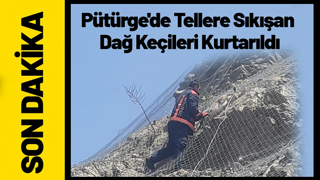 Pütürge'de Tellere Sıkışan Dağ Keçileri Kurtarıldı