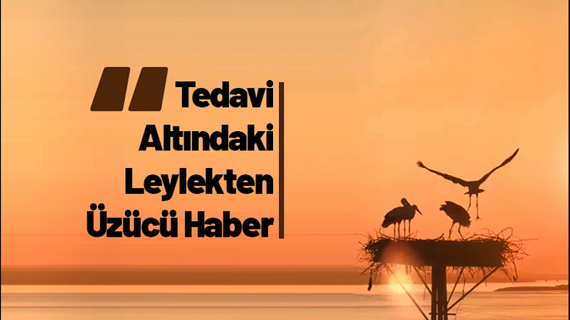 Tedavi Altındaki Leylekten Üzücü Haber Geldi