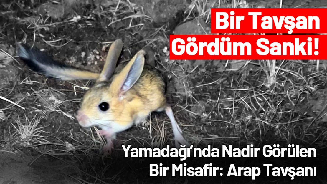 Yamadağı'nda Nadir Görülen Bir Misafir: Arap Tavşanı