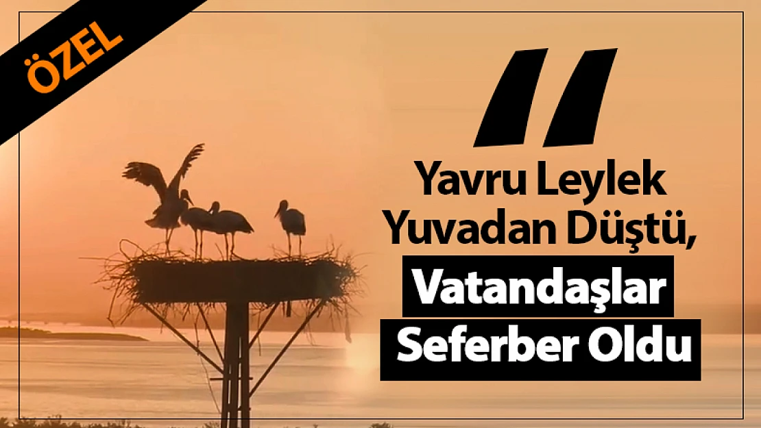 Yavru Leylek Düştü, Vatandaşlar Seferber Oldu