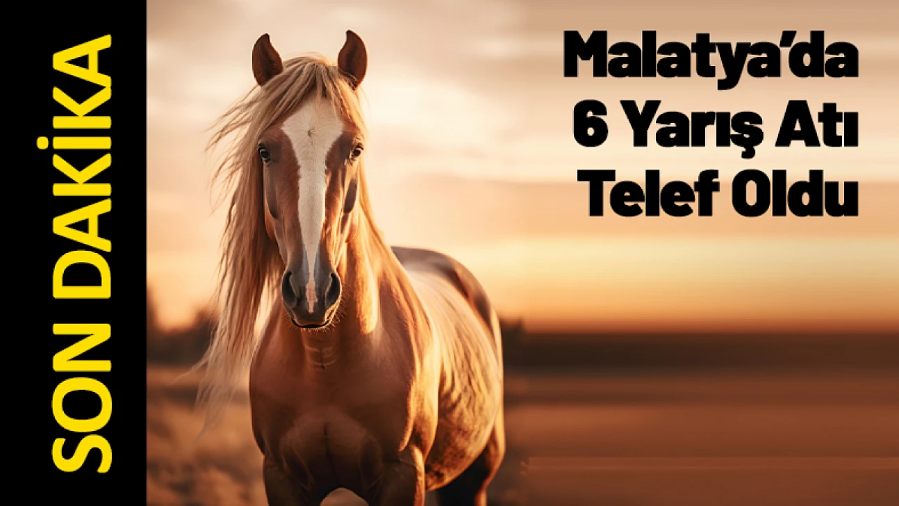 Malatya'da Yarış Atları Karayoluna Çıktı: 6 At Telef