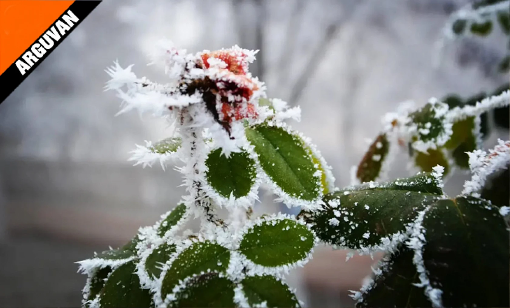 Arguvan'da Kış