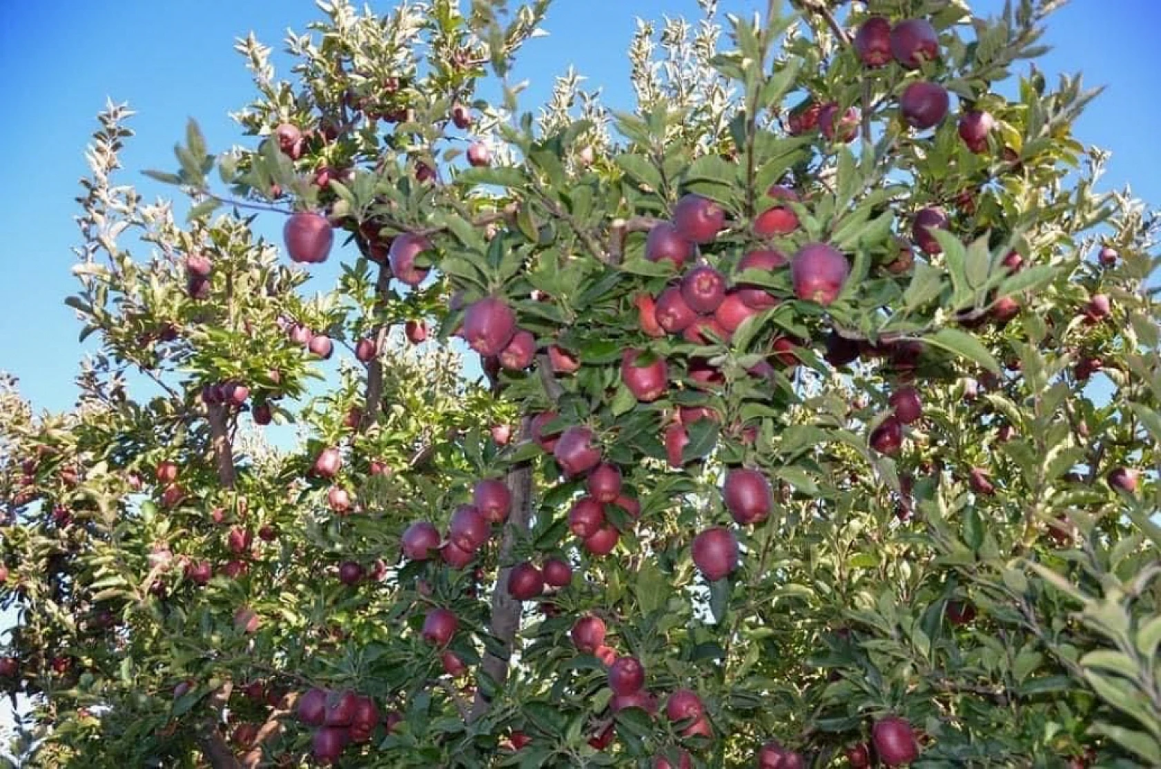 Malatya Doğanşehir