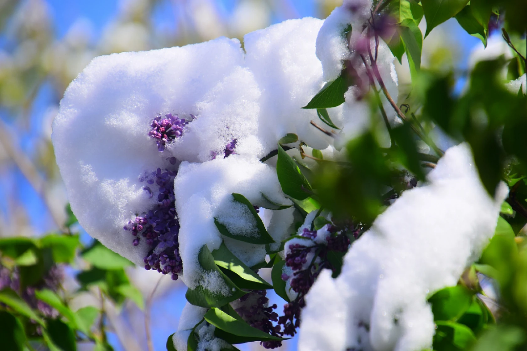 Yeşilyurt'tan Kar Ve Çiçek