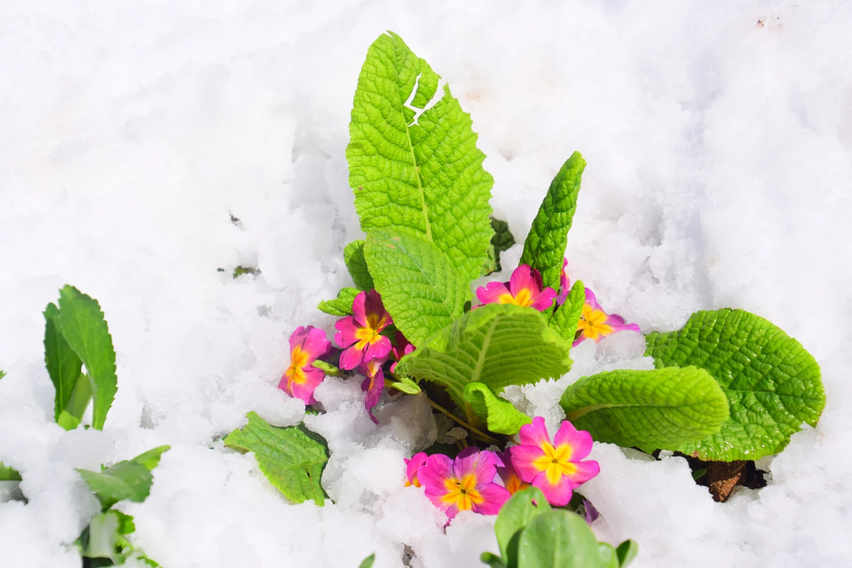 Yeşilyurt'tan Kar Ve Çiçek