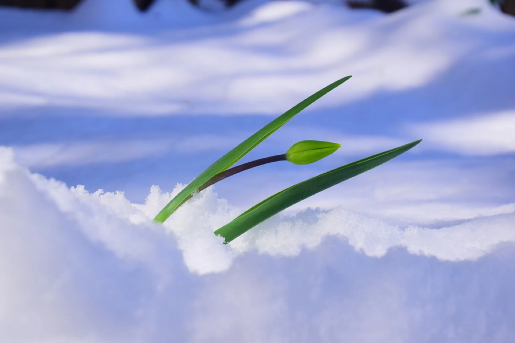 Yeşilyurt'tan Kar Ve Çiçek