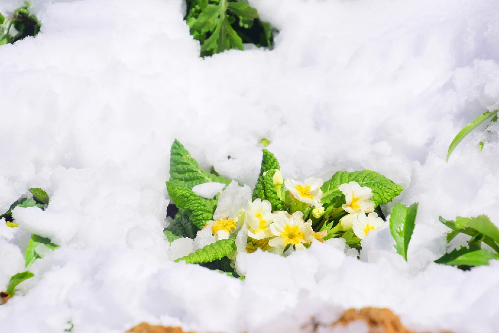 Yeşilyurt'tan Kar Ve Çiçek