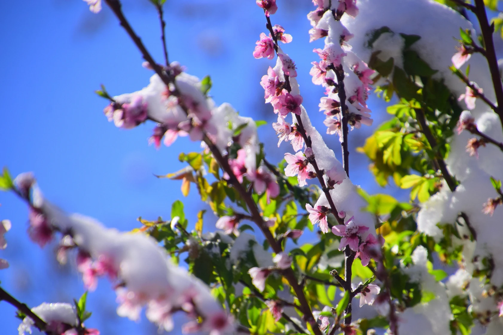 Yeşilyurt'tan Kar Ve Çiçek