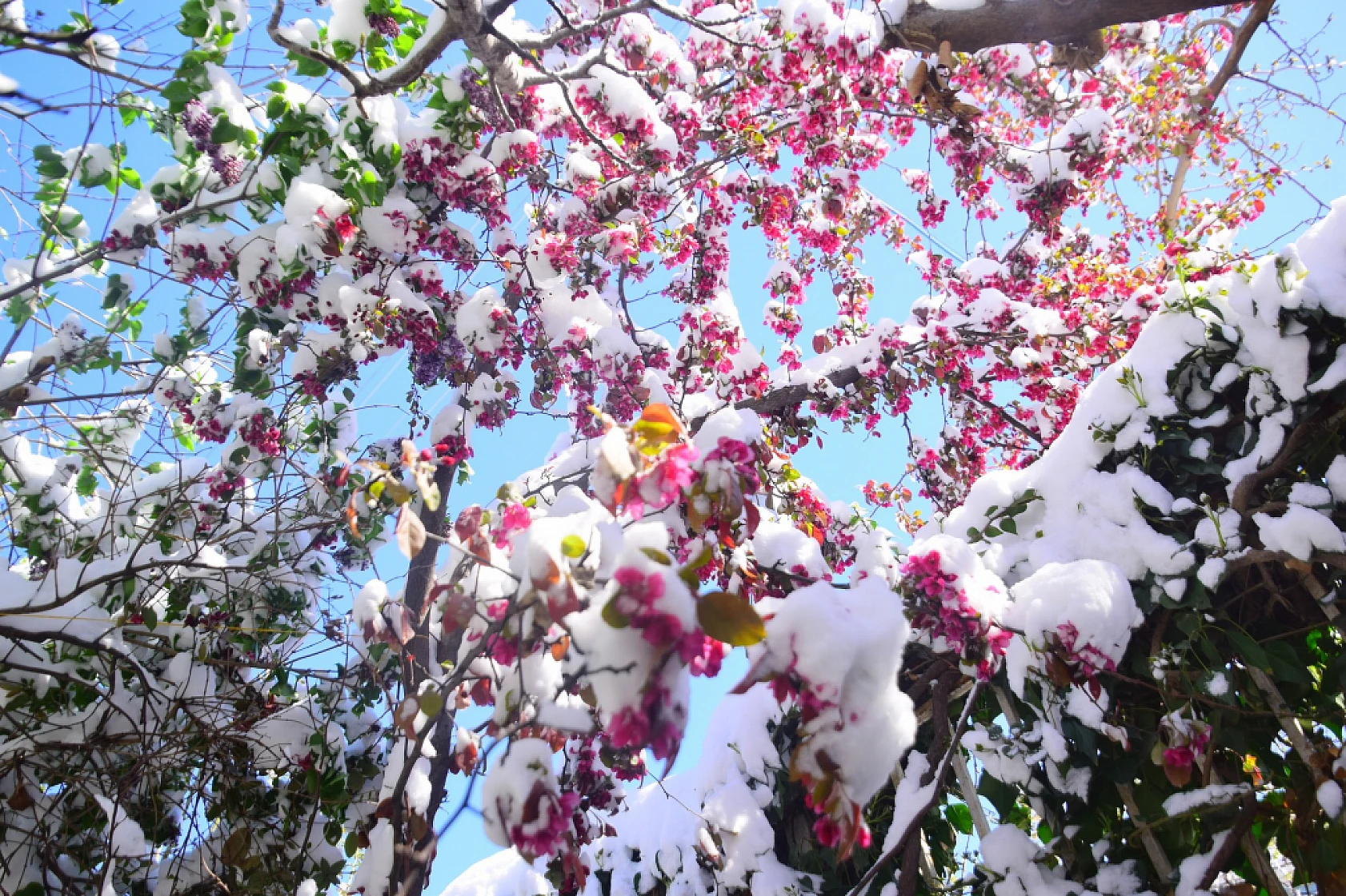 Yeşilyurt'tan Kar Ve Çiçek