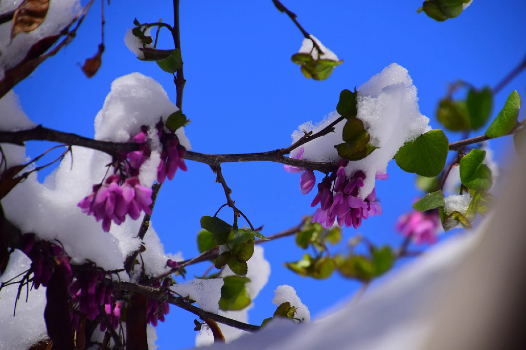 Yeşilyurt'tan Kar Ve Çiçek