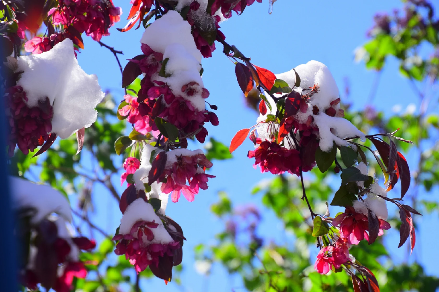 Yeşilyurt'tan Kar Ve Çiçek