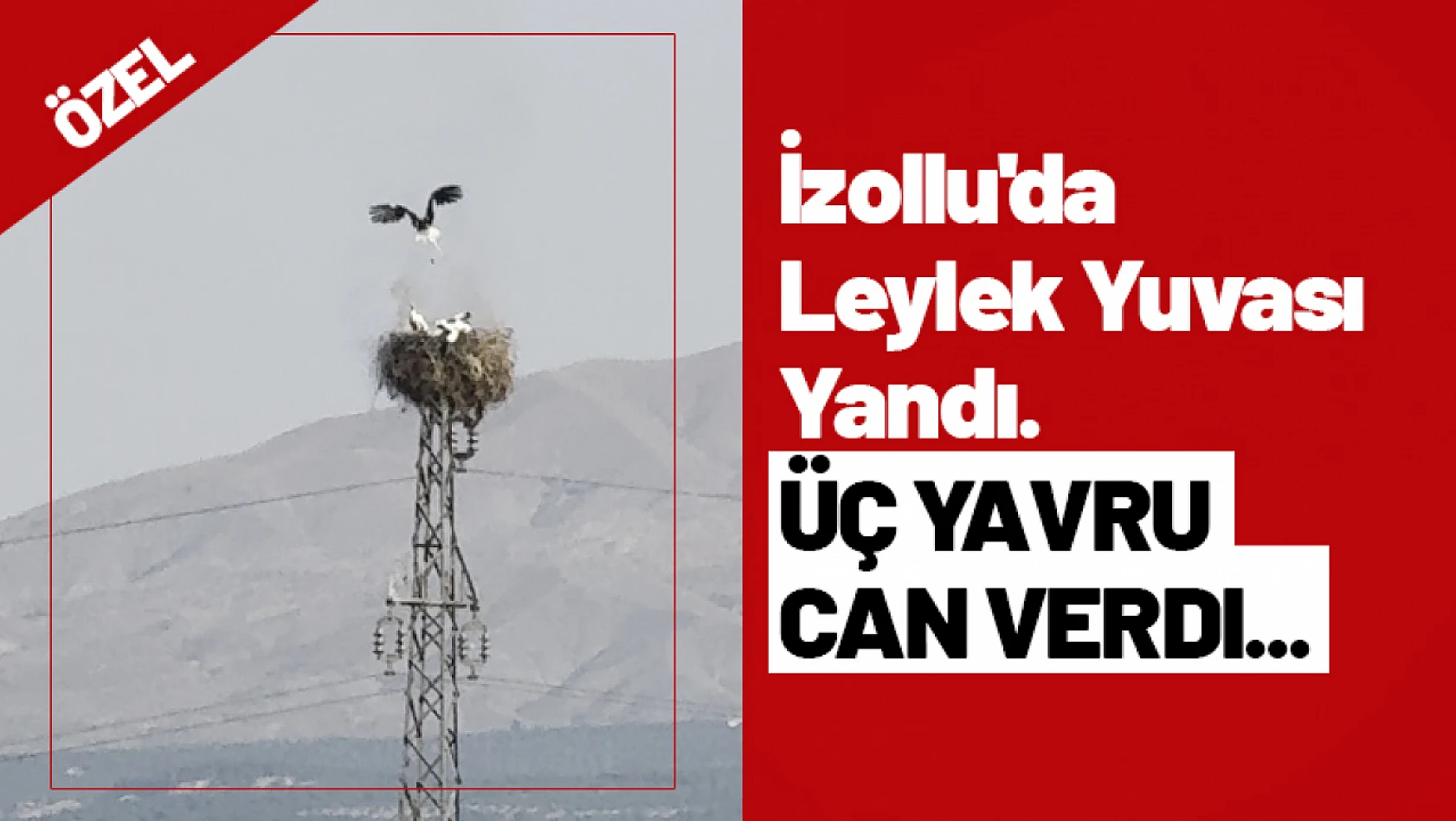 İzollu'da Leylek Yuvası Yandı. Üç Yavru Can Verdi...